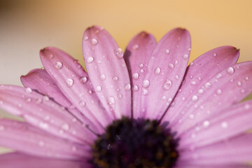 pink daisy flower