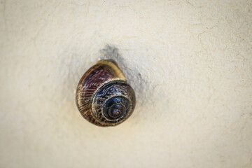 Little snail sleeping hanging on white concrete wall