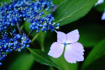 紫陽花のアップ