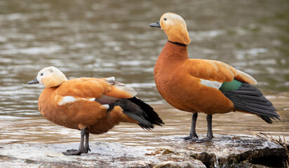 Ruddy shelduck Male and female by the lake.