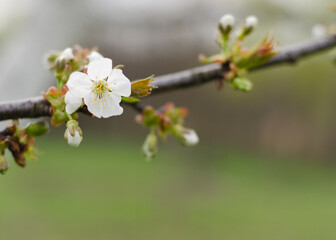 cherry branch with flowers in the garden