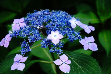 咲き始めの紫陽花
