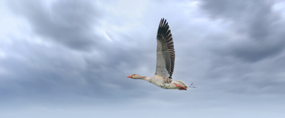 Panorama of a detailed raw goose, Anser anser, in flight against blue sky. Webbanner, cover of social media