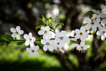 Blackthorn white small flowers blooming on branch on blurry background