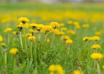glade with blooming dandelions in green grass 2