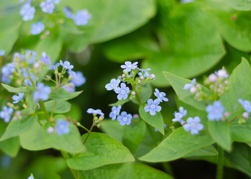 delicate blue flowers Veronica Beccabunga