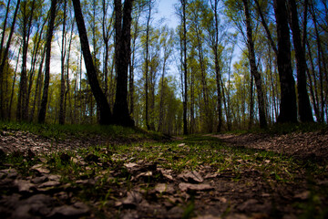 forest in the morning