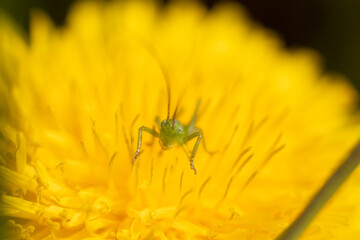 fly on a dandelion