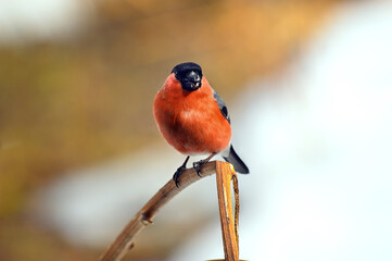 A bullfinch (lat.Pyrrhula pyrrhula) sits on a yellow branch of a dried sunflower. Looks at us. The beak contains sunflower seeds and husks.