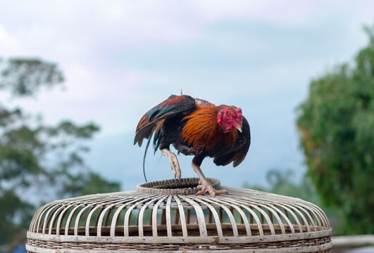 The Ayam Kampung is the chicken breed reported from Indonesia or Free-range chicken is a term in Indonesia for domestic chickens that are not handled by mass cultivation.
