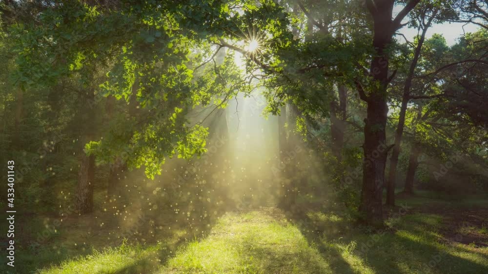 Aufkleber Gold dust floats in the air and is illuminated by the rays of the dawn sun. Bright sun rays make their way through the branches of the tree. Fairytale forest, dolly zoom effect. Magic of nature