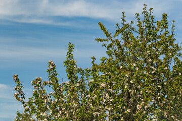 Green tree branches with leaves on blue sky with lined clouds