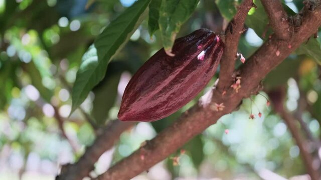 Close up shot of ripe cacao fruit growing on plantation tree. Sunlight.