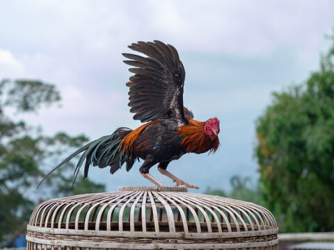The Ayam Kampung is the chicken breed reported from Indonesia or Free-range chicken is a term in Indonesia for domestic chickens that are not handled by mass cultivation.
