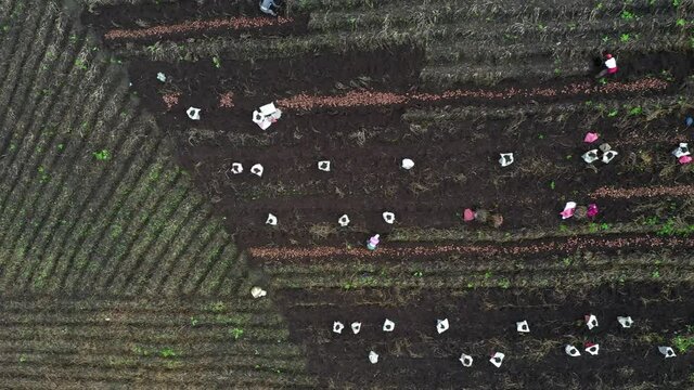 Zenith potatoe fields in Colombia