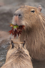 可愛いカピバラ