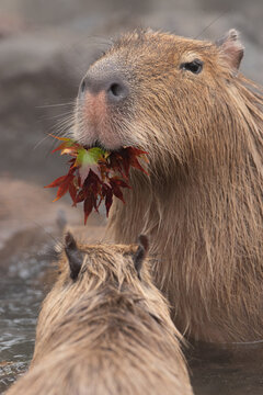 1 533 Best カピバラ Images Stock Photos Vectors Adobe Stock