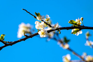 Blossoming tree branches due to spring. Beautiful blossom on nature background. Beautiful spring flowers on a tree branch. Close up of white wild prunus sp flowers