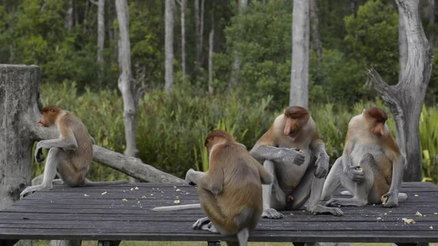 Proboscis monkey (Nasalis larvatus) or long-nosed monkey. Old World monkey with an unusually large nose. It is endemic to Borneo