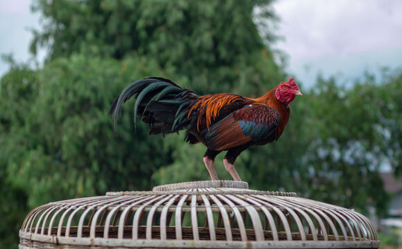 The Ayam Kampung is the chicken breed reported from Indonesia or Free-range chicken is a term in Indonesia for domestic chickens that are not handled by mass cultivation.
