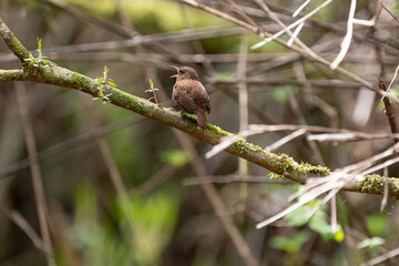 Obraz premium ミソサザイ