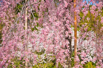 京都、法金剛院の満開の桜