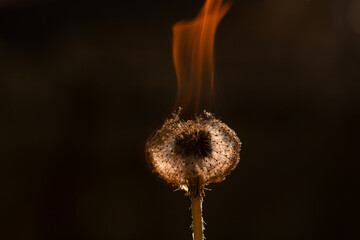 fire 