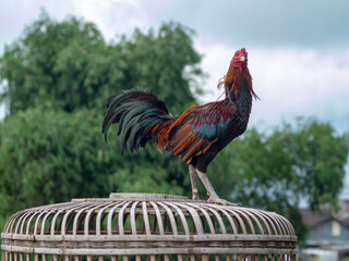 The Ayam Kampung is the chicken breed reported from Indonesia or Free-range chicken is a term in Indonesia for domestic chickens that are not handled by mass cultivation.
