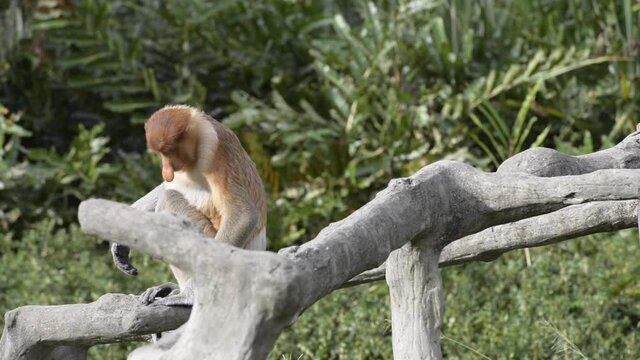Proboscis monkey (Nasalis larvatus) or long-nosed monkey. Old World monkey with an unusually large nose. It is endemic to Borneo