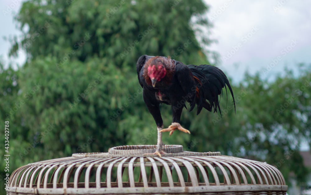 Wall mural the ayam kampung is the chicken breed reported from indonesia or free-range chicken is a term in ind