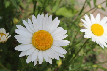 daisy view from above. Medicinal plant. White flower with yellow middle