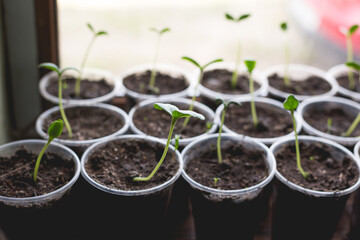 Cucumber seedlings are prepared for greenhouse planting. Home gardening concept.