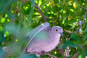 Turtledove, Collared-Dove , Streptopelia decaocto sits through green leaves