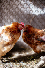 Chickens on the farm. Toned, style, color photo.