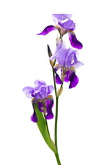 Purple Iris flowers isolated on white background with clipping path