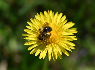 Biene beim Pollensammeln