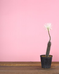 Pot of Echinopsis mirabilis cactus with beautiful white flower against pink background