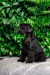Miniature Schnauzer Dog Or Zwergschnauzer indoor