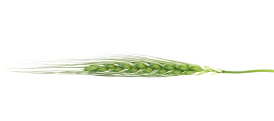 Green young ear of wheat isolated on white background