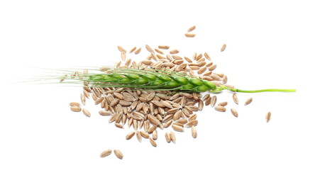 Green young ear of wheat in spelt kernels, grains pile isolated on white background