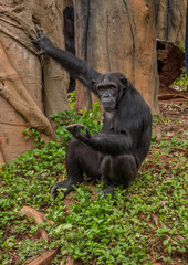 chimpanzee