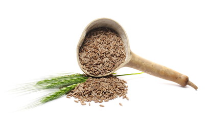 Green young ears of wheat with calabash gourd spoon and spelt grains, kernels pile isolated on white background