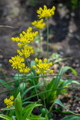 Allium moly yellow golden lily leek garlic flowers in bloom, ornamental garden springtime flowering plant - obrazy, fototapety, plakaty