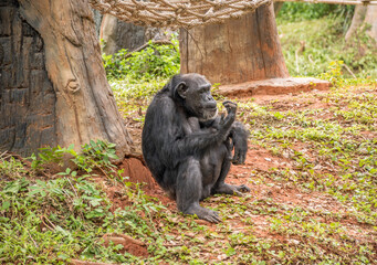 Obraz premium chimpanzee