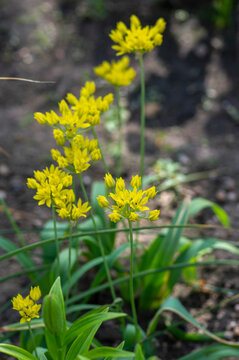 Allium moly yellow golden lily leek garlic flowers in bloom, ornamental garden springtime flowering plant