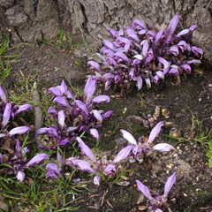 Lathraea Clandestina purple toothwort Plant