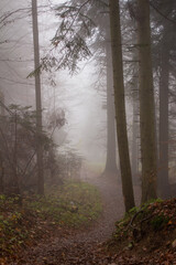 Mgla w lesie - obrazy, fototapety, plakaty