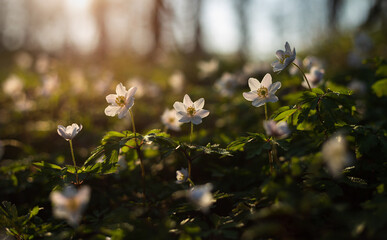Spring flower Anemone Nemorosa close-up in forest.