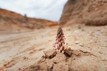 A flower breaking through clay, deserted steppe fields with shrubs, clay, erosion, desert vegetation. Hills in the Altyn-Emel park in Kazakhstan. In bokeh.