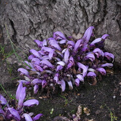 Lathraea Clandestina purple toothwort Plant